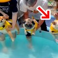 プールで３匹の犬が…