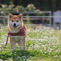 犬と公園を楽しむた…