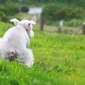 犬がいつもと違うウ…