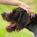 犬が嫌がっている『…