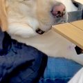 キャンプに来た大型…