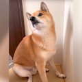 お風呂嫌いな犬に『…