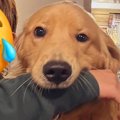 お母さんが大型犬と…