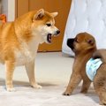 いつもは心優しい犬→…