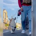 犬が散歩中『飼い主…