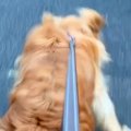 散歩中に大型犬を撫…