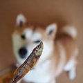 犬の「天然ワカサギ…