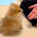 手のひらサイズの赤…