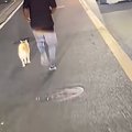 夜、道路で走る『迷…