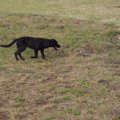 保護犬の里親になる…