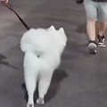 大型犬と夜の散歩中…
