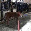 夜の港で高齢の野良…