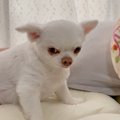 愛犬への『挨拶』忘…