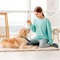 犬と一緒に楽しくで…