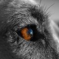 犬から見たテレビは…