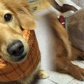 我が家の愛犬に『避…