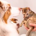 母が子猫を連れて遊…