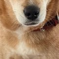 13歳のおばあちゃん…