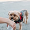 犬が炭酸飲料を飲ん…