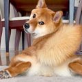 柴犬を後ろから観察…