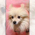 ポメラニアンの平均…