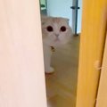 ドアの向こうから『…