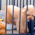 犬が『いつの間にか…