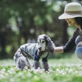 愛犬がシニア期に入…