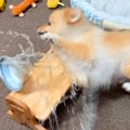 空腹の限界を迎えた…