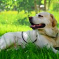 犬が『熱中症』にな…
