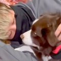 犬が『飼い主を好き…