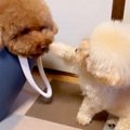 お兄ちゃん犬が怒っ…