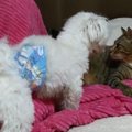 遊ぶのも悪戯するの…