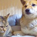 犬の部屋に『猫が潜…