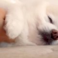 『二度寝するから撫…