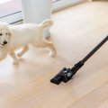 『綺麗好きな犬』の…