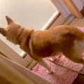 『飼い主がお風呂か…