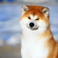 海外で人気のある犬…