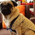 犬用ちゃんちゃんこ…