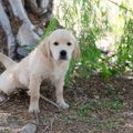 愛犬におしっこをか…