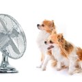 愛犬と夏を乗り越え…
