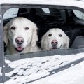 冬なら車で犬を留守…