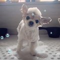 パパトリマーのシャ…