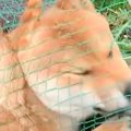 庭で遊んでいたはず…