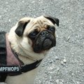 駅伝で起きた犬の乱…