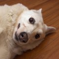 犬がやりがちな『マ…