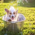 【2022年版】犬用バ…
