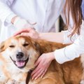 犬が『熱中症』にな…