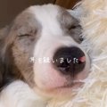 『気になっていた犬…