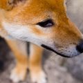 賛否両論！？手間が…